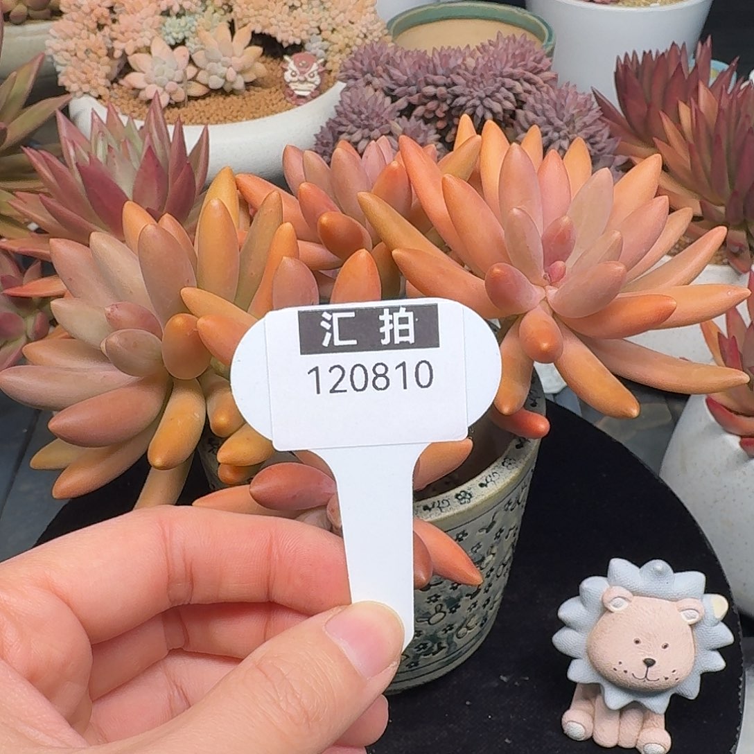 精品多肉植物120810