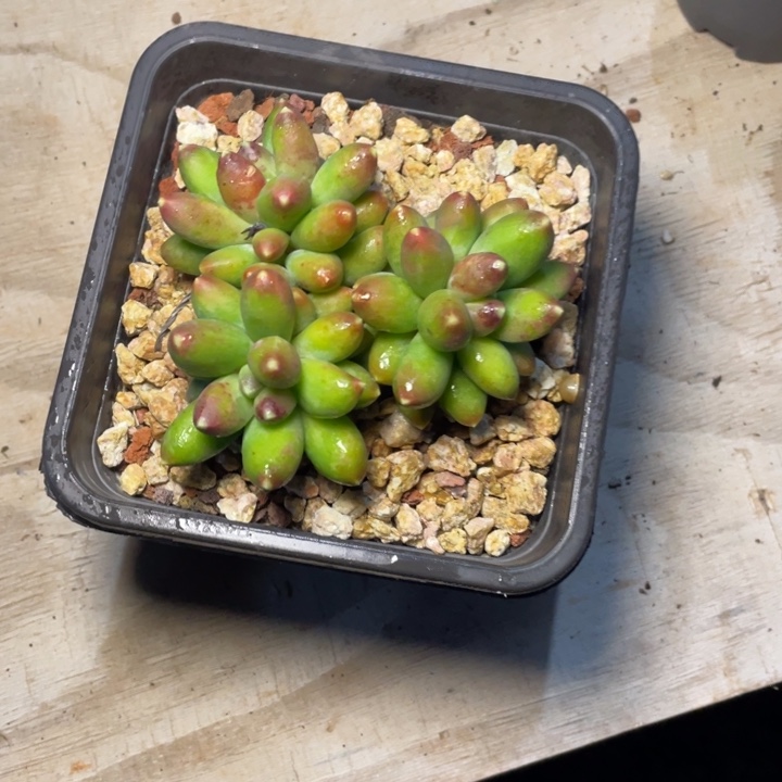 陈***.多肉陈土土千代田