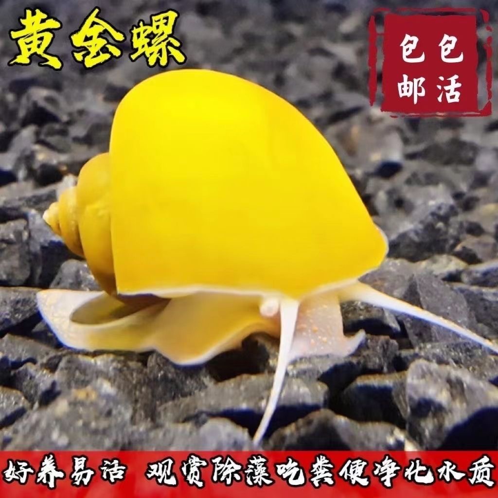 黄金螺观赏螺可净化水质吃水藻清洁鱼缸淡水繁殖螺