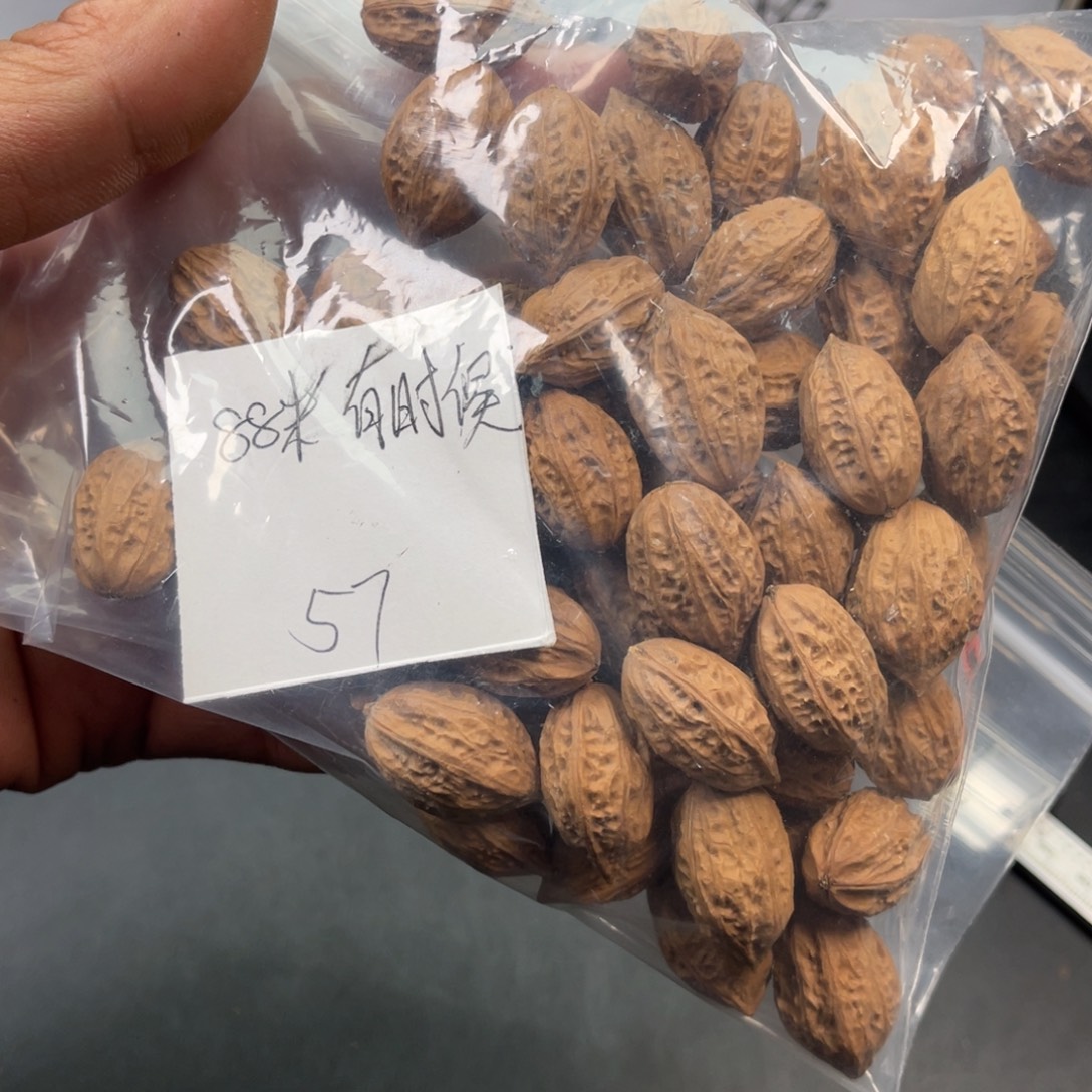 有***候野生着小核桃57颗88