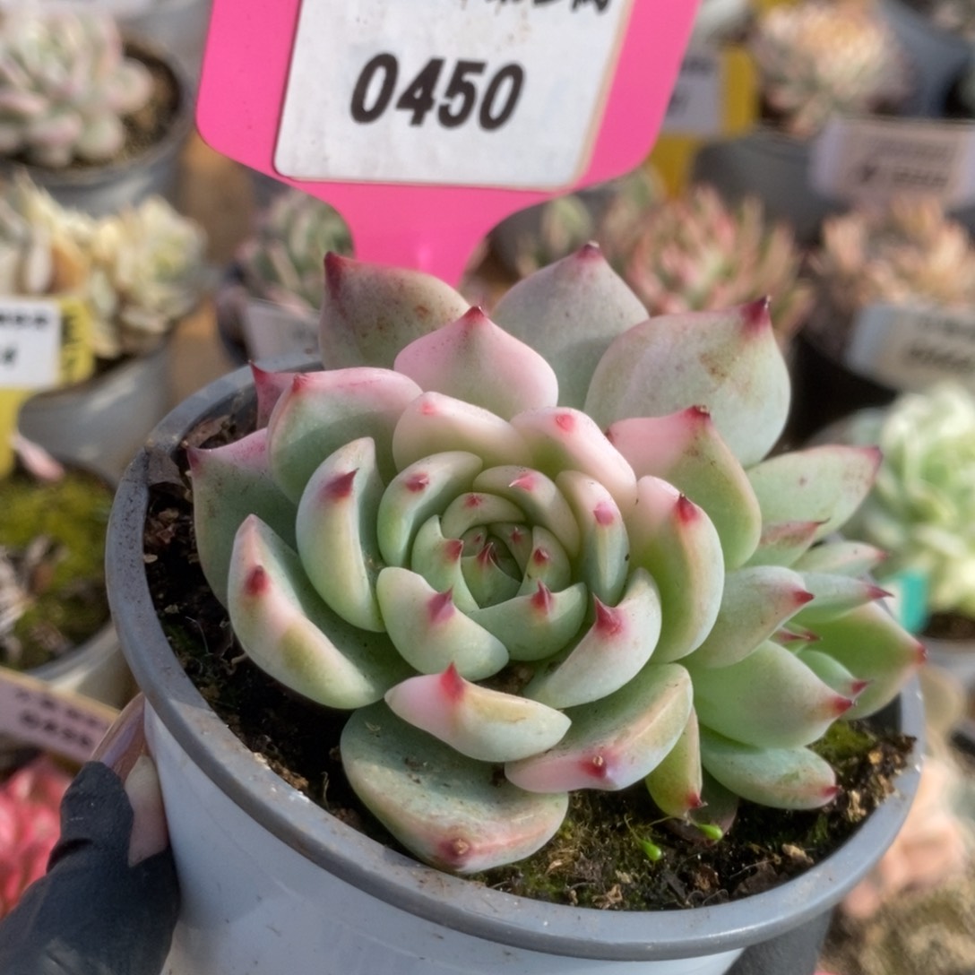 450吉娃娃锦锦锦锦锦