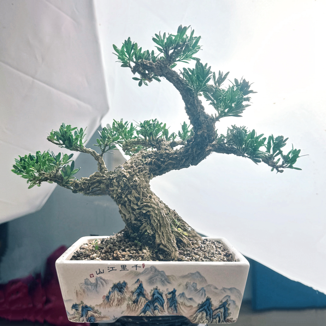 游龙S弯浙江雀舌皱皮黄杨微盆景掌中宝茶台精品