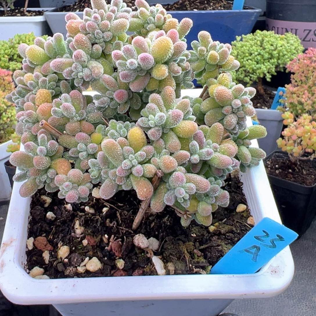 老桩粉冰晶23号10l m p q