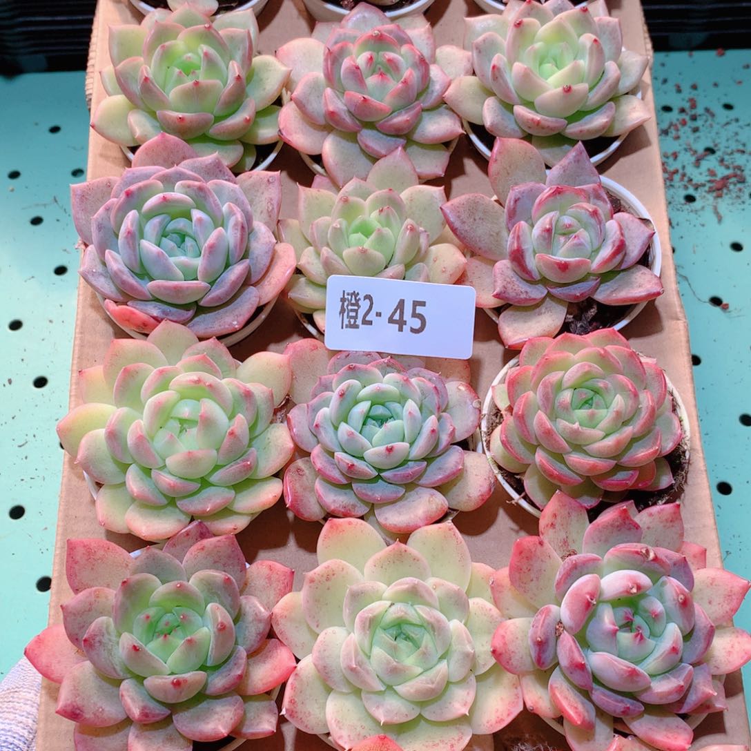 2-45一物一拍多肉带盆18颗