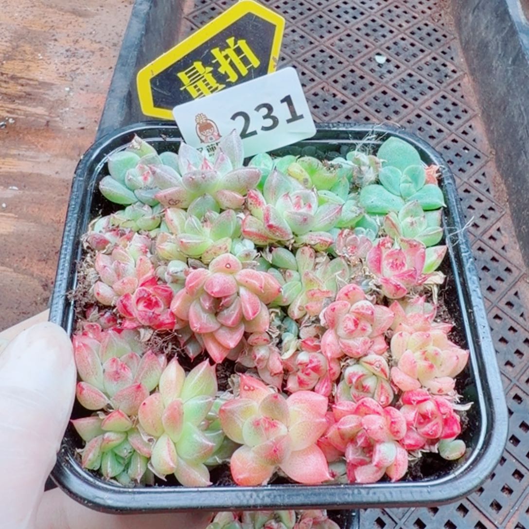 多肉植物多肉植物
