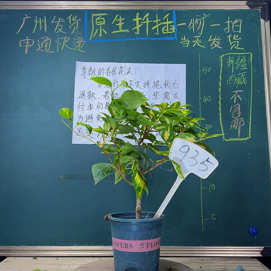 当前无花栽培后可以开花 福利 金心橙白橙粉公主同株 935