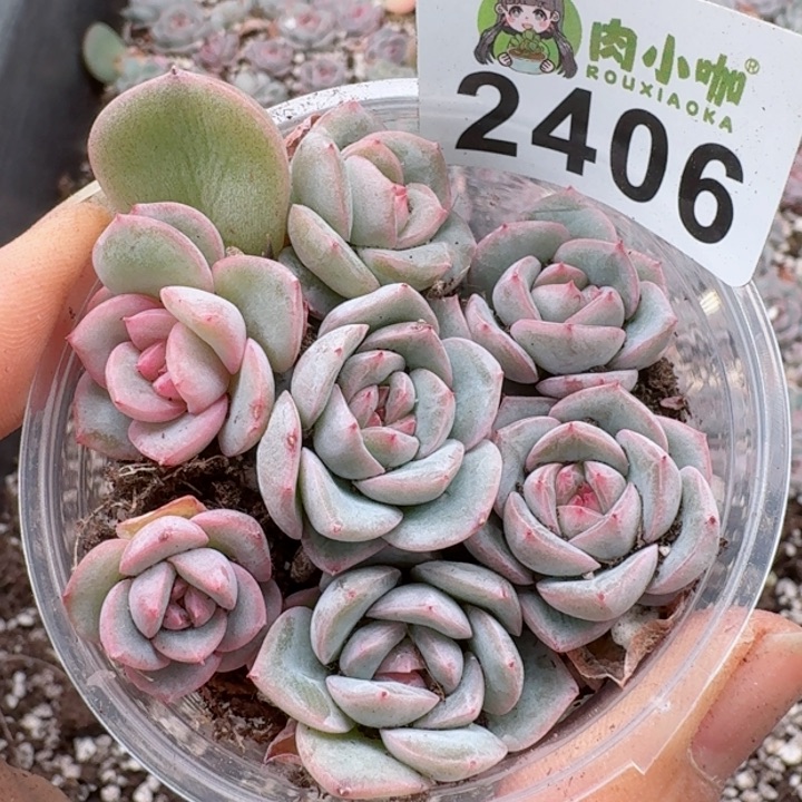 多肉植物多肉植物