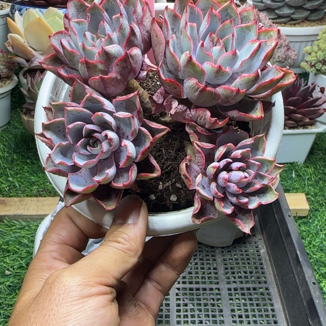 锦安精品多肉植物296