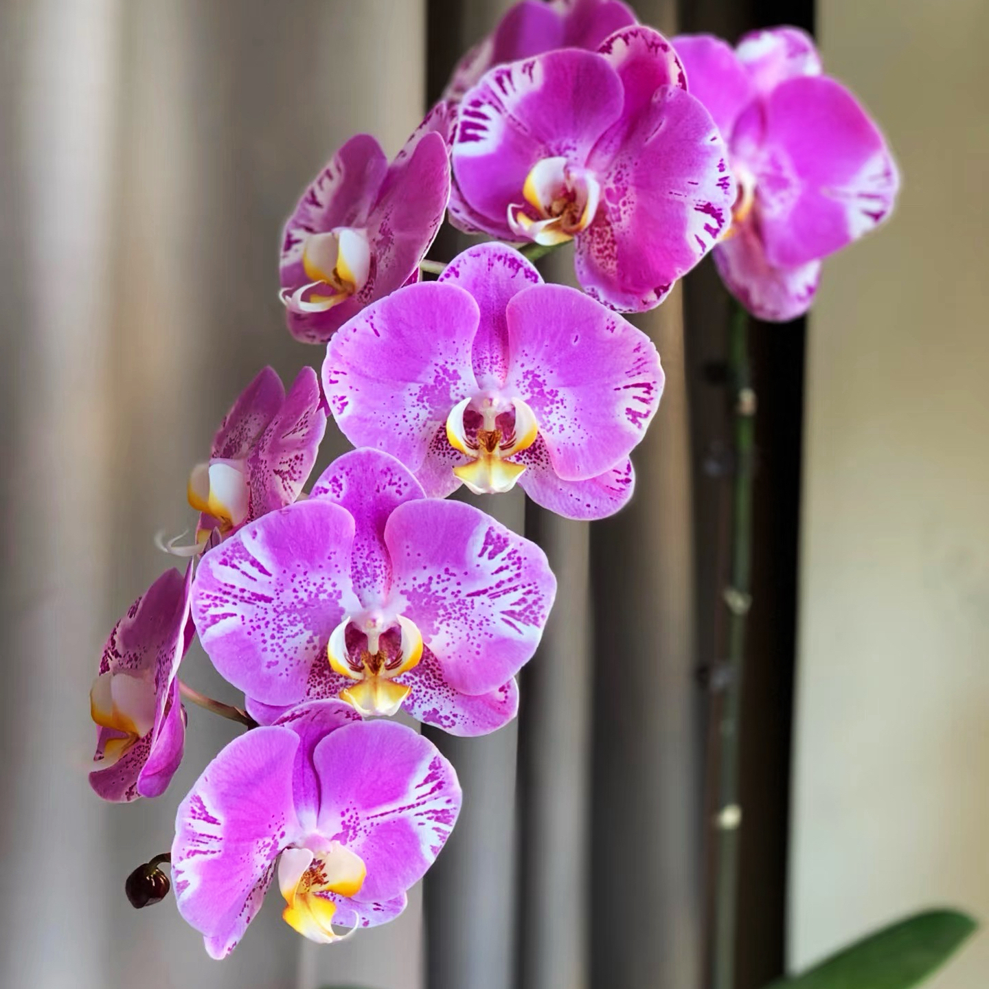 （藏宝图）蝴蝶兰（带单花剑）（暂没开花）蝴蝶兰苗桌面绿植花卉盆栽