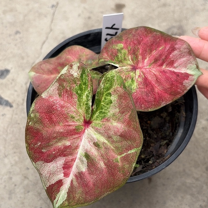 75-0217彩叶芋广东现货