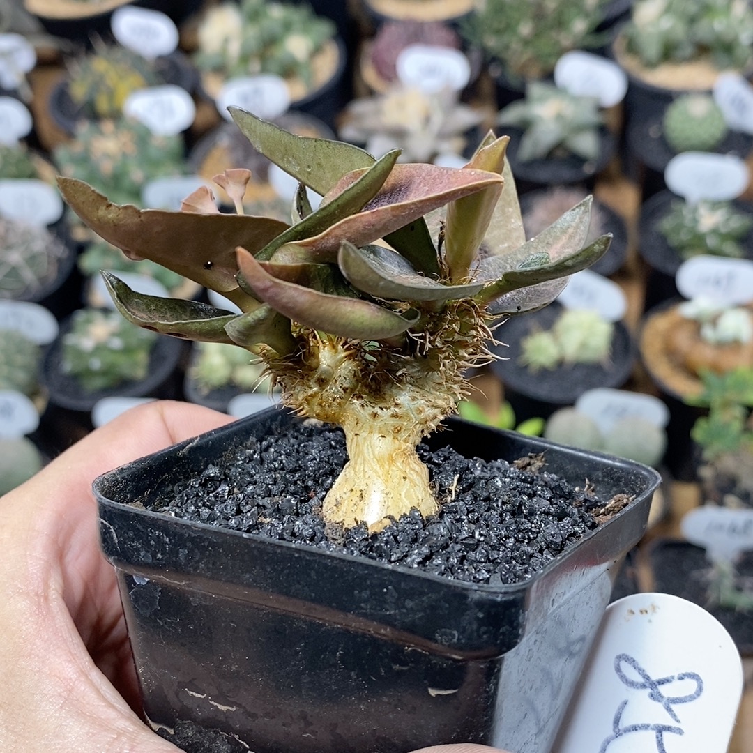 855号实生彩叶麒麟