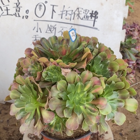 粉女巫中斑一物一拍