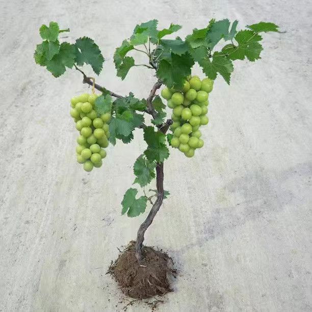 现挖】葡萄树苗阳光巨峰葡萄苗阳台庭院种植南北方无核无籽新