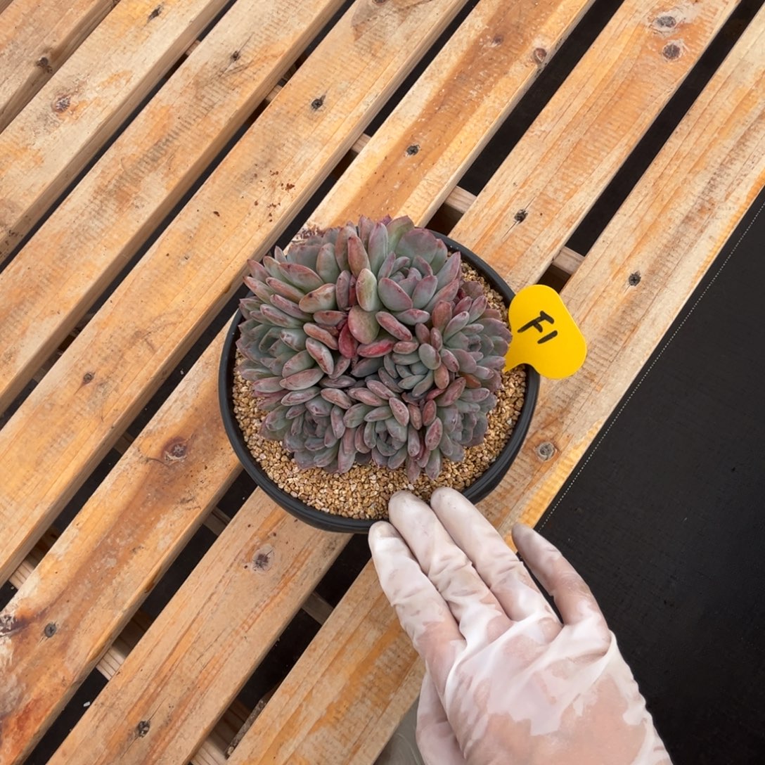 f1全明星群生呀呀呀呀