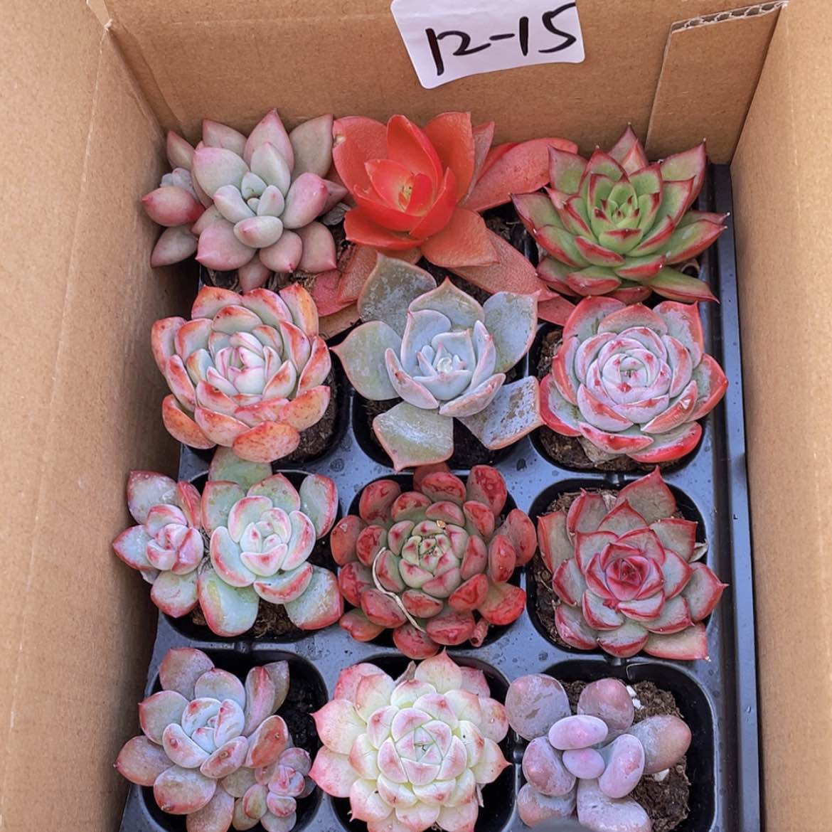 【闪购商品】12颗-15