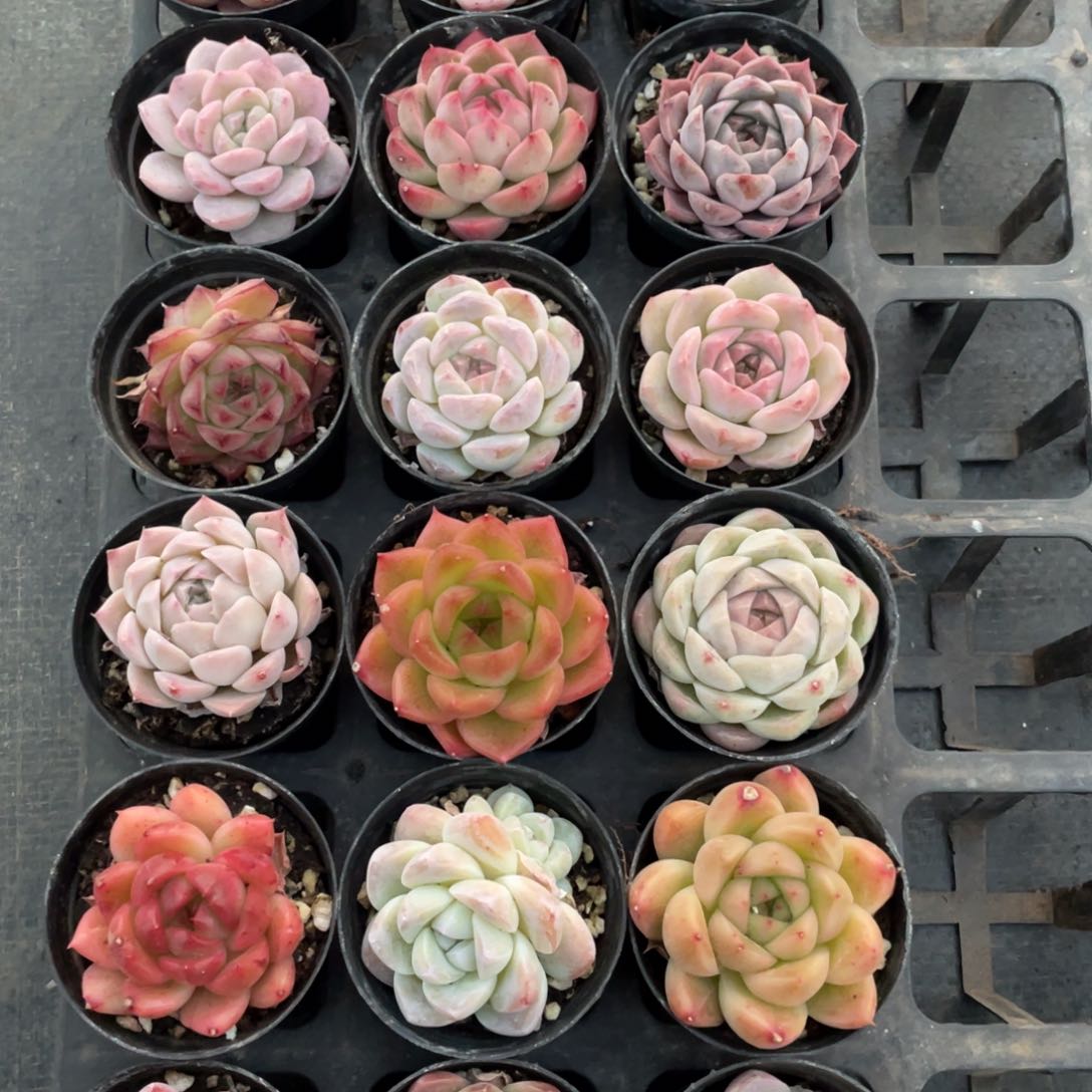 一物一拍18棵10-238