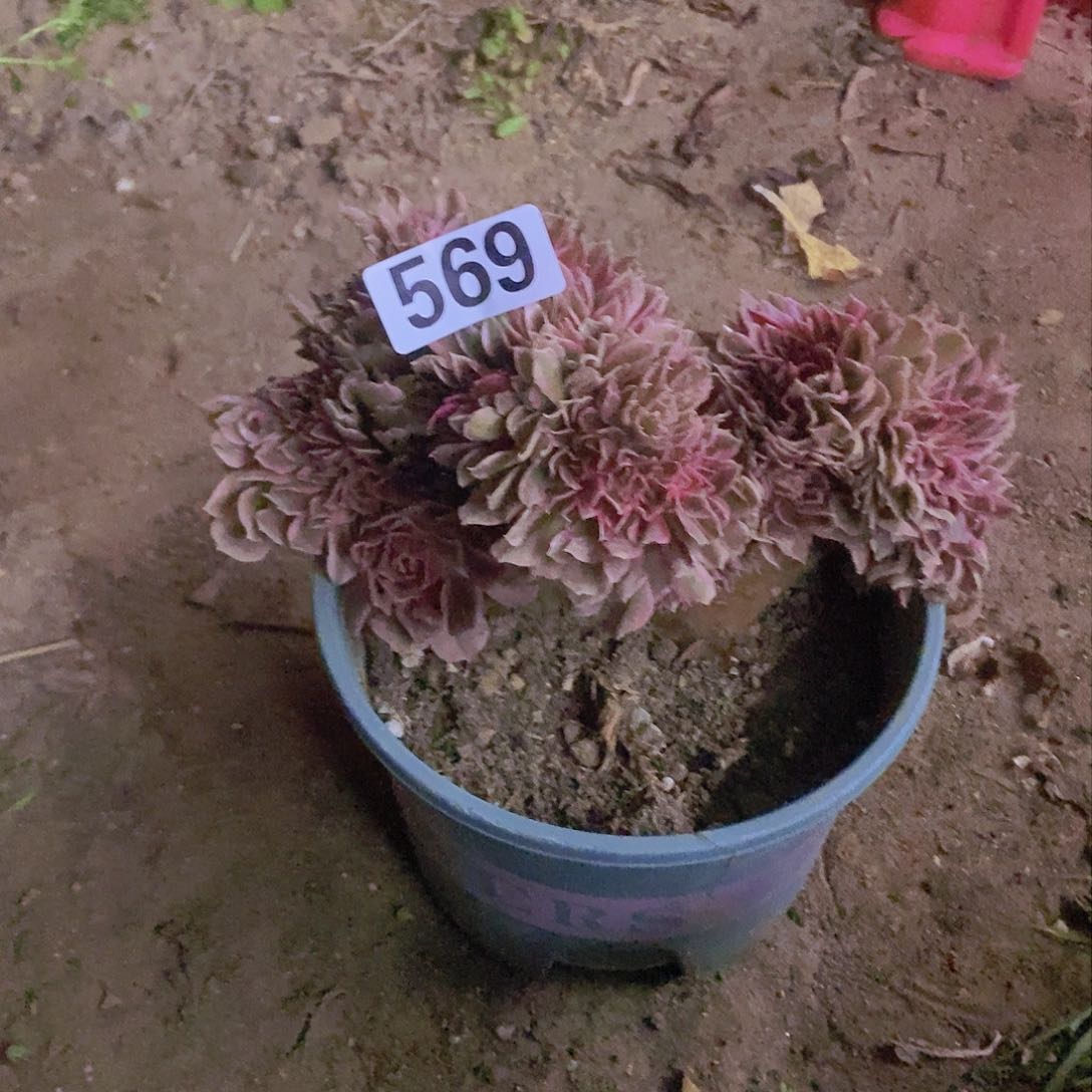 569女神缀化老板子