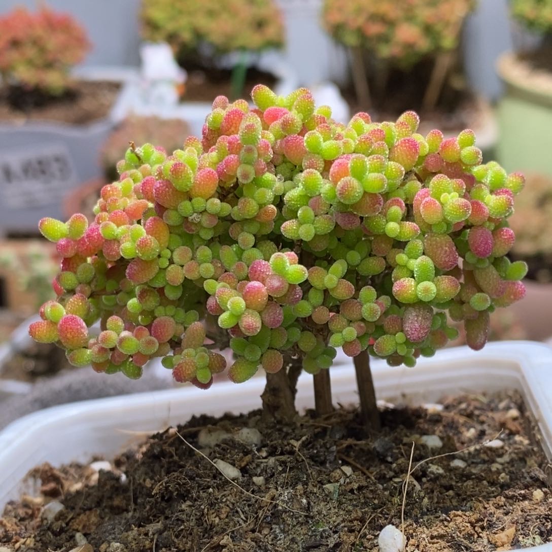 蜜桔糖球枝干番杏A498