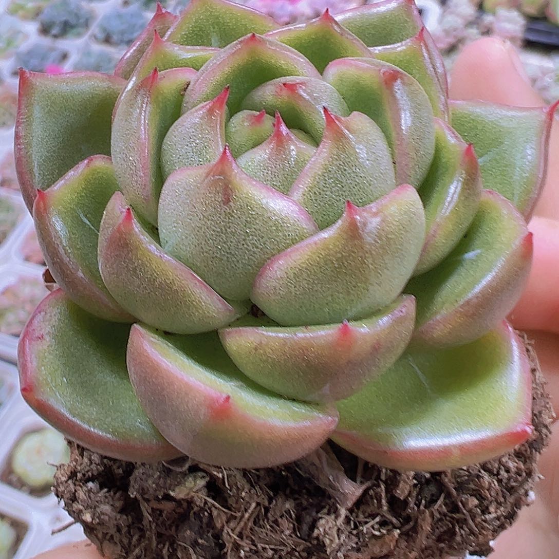 冰宝龙19包邮多肉植物