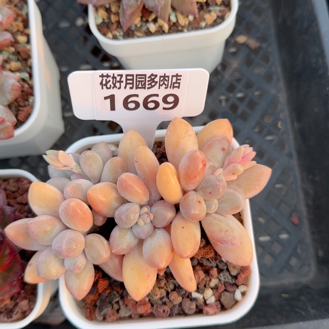 多肉植物1669……..！nn