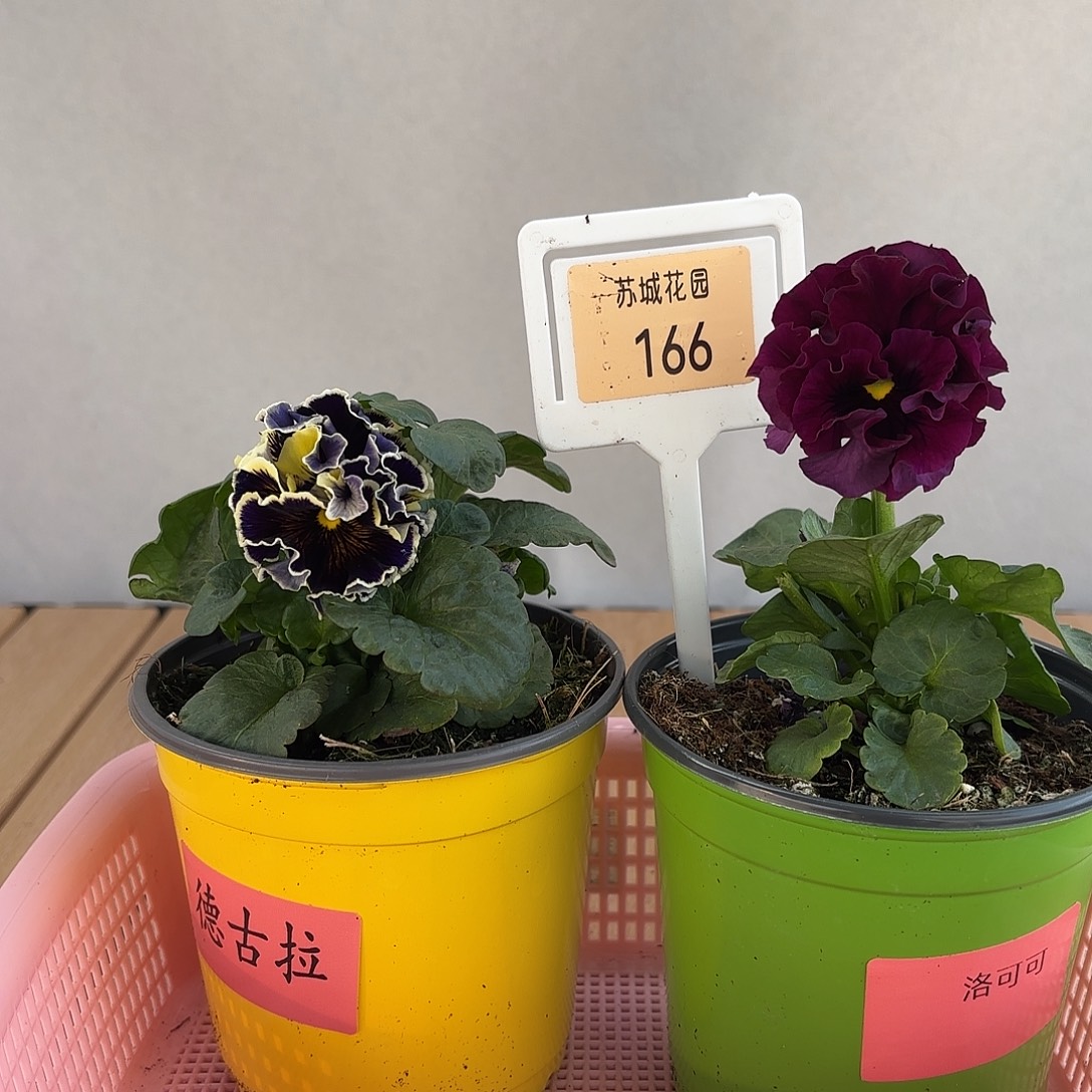 大部分开放少量花苞166