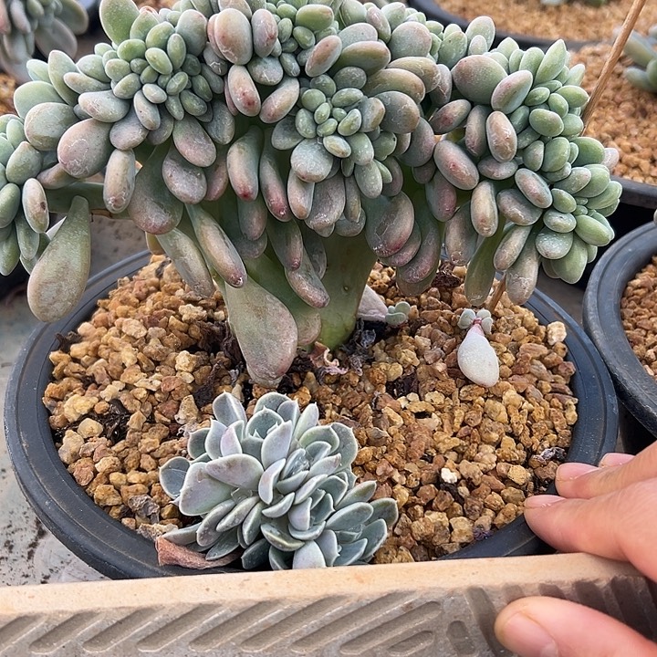 超大洛神群生缀化多肉