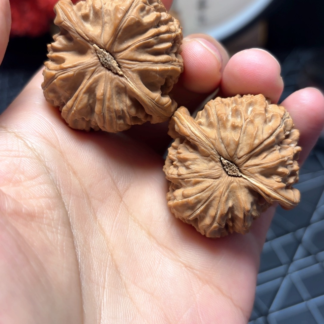 一***可文玩核桃把件41尺全品白狮子