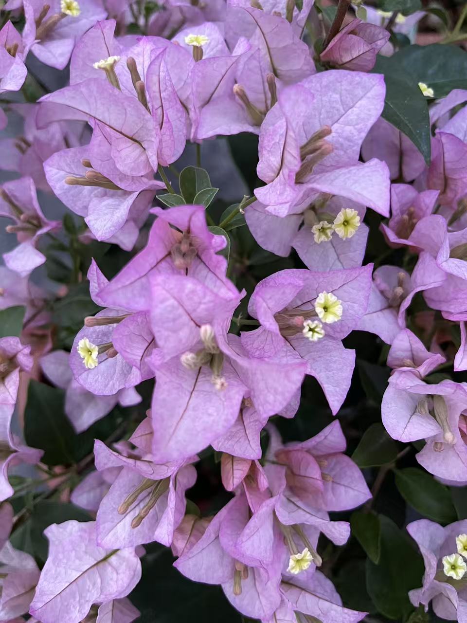 【丽娜】三角梅 盆栽阳台美丽土壤移栽施肥晒太阳养殖养护盆栽 