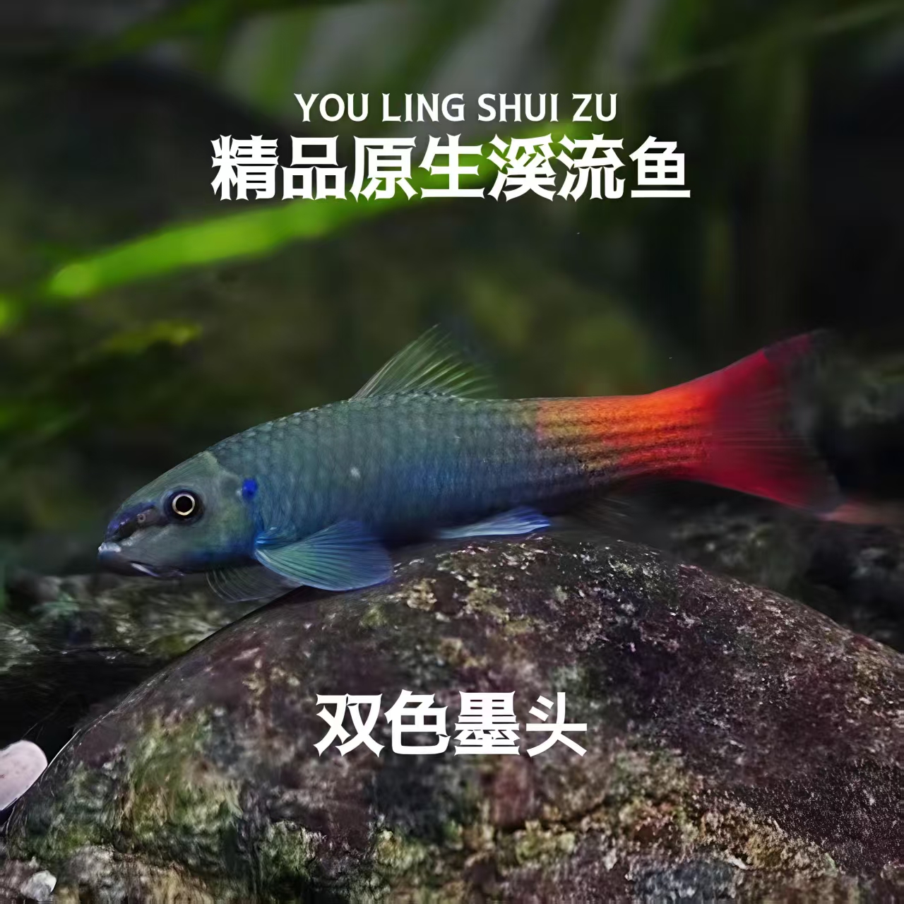 双色墨头 小型热带南美精品灯科鱼 清缸鱼溪流缸清理底沙