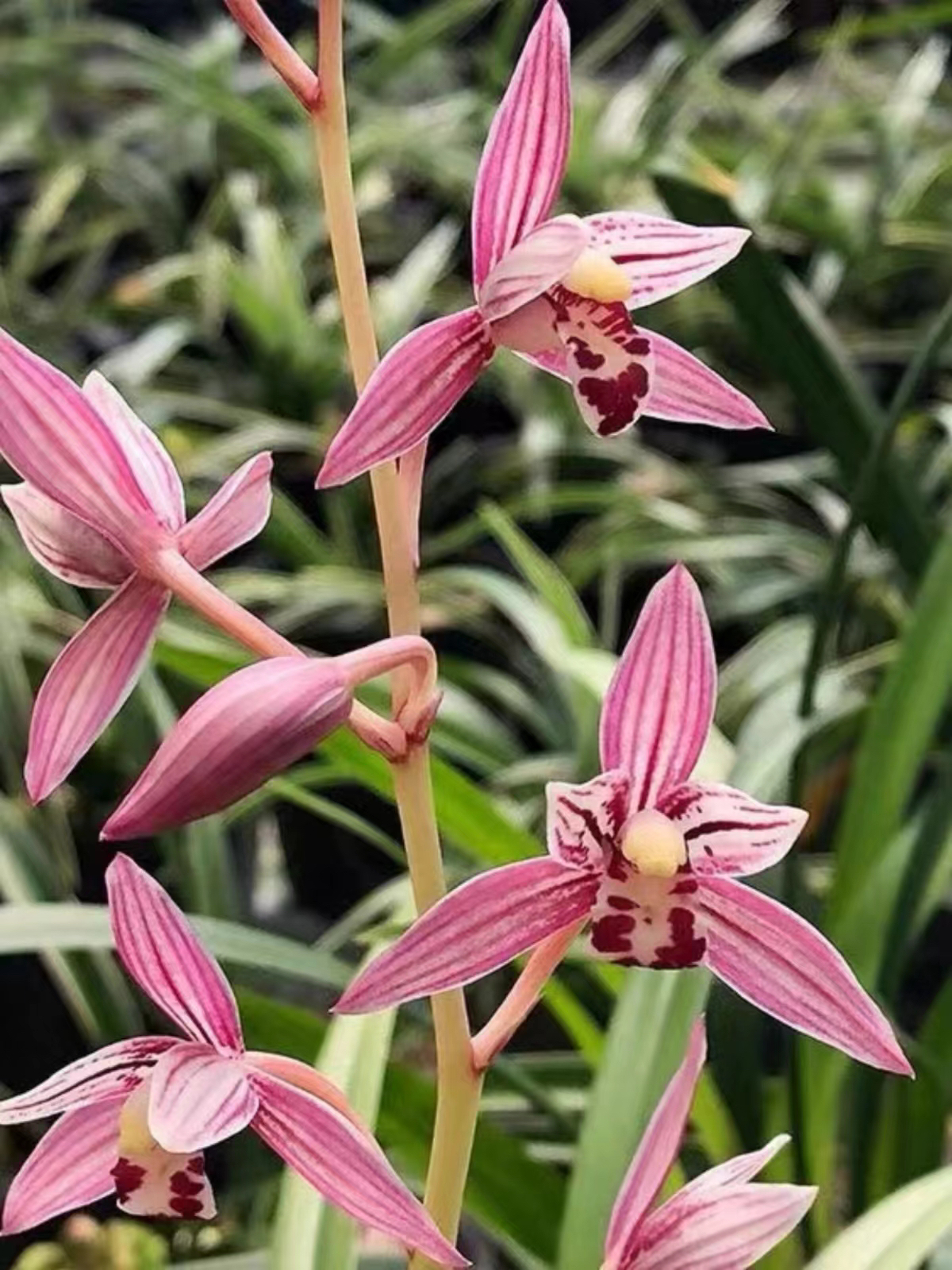 建兰带花苞市长红浓香型，鲜花室内直播间兰花一物一拍（请勿乱拍）