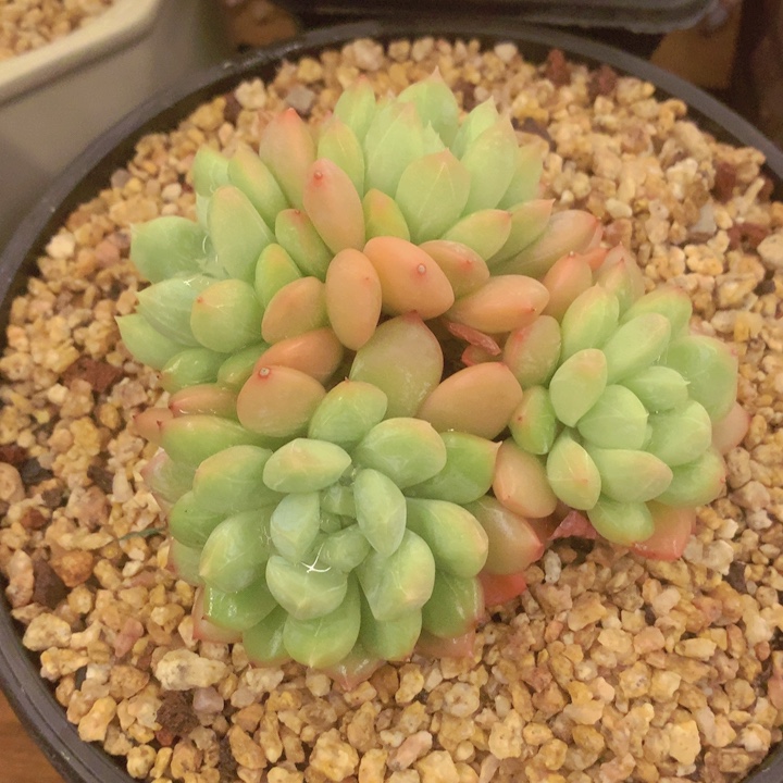 Q**e多肉乐园精品百达