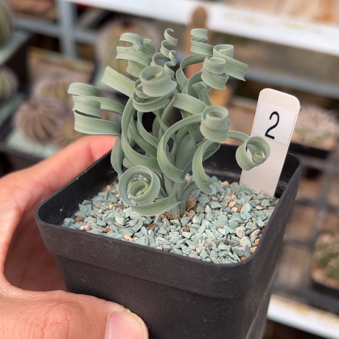 贵妃弹簧草 带盆发货 