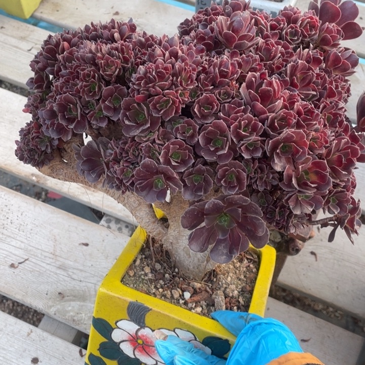 多肉的大肉都要有哦好好吃噢