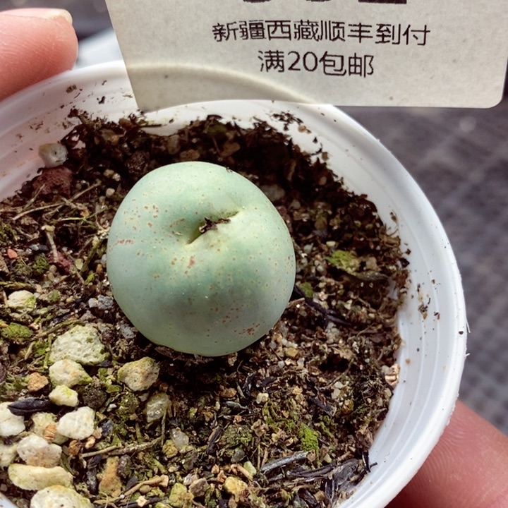 我的小姐姐们都是532