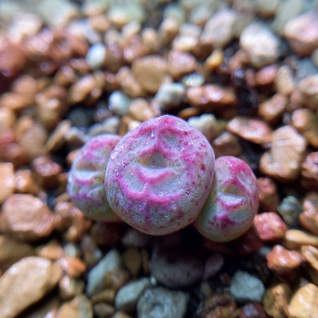 小鱼嘴一颗三头包邮