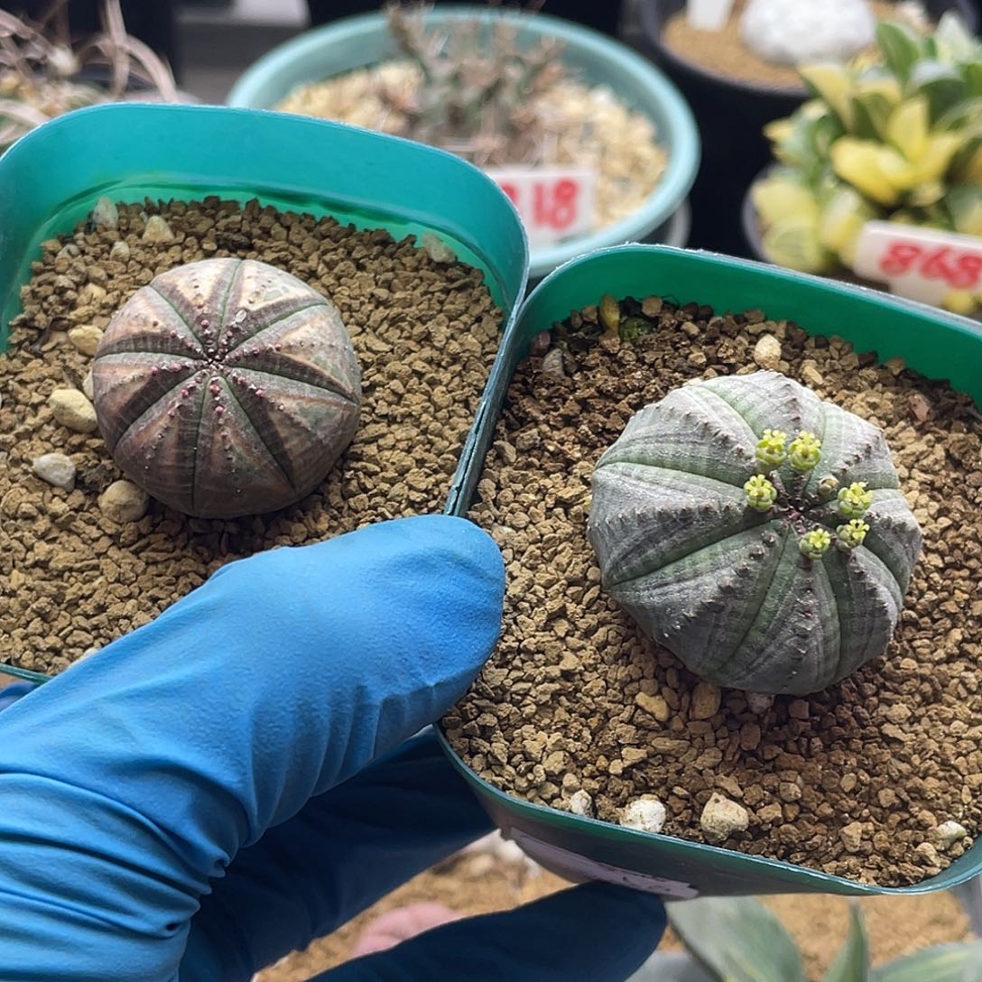 专拍仙人球两颗布纹球