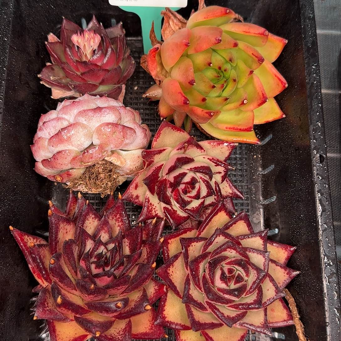 从前慢花园精选0120-102