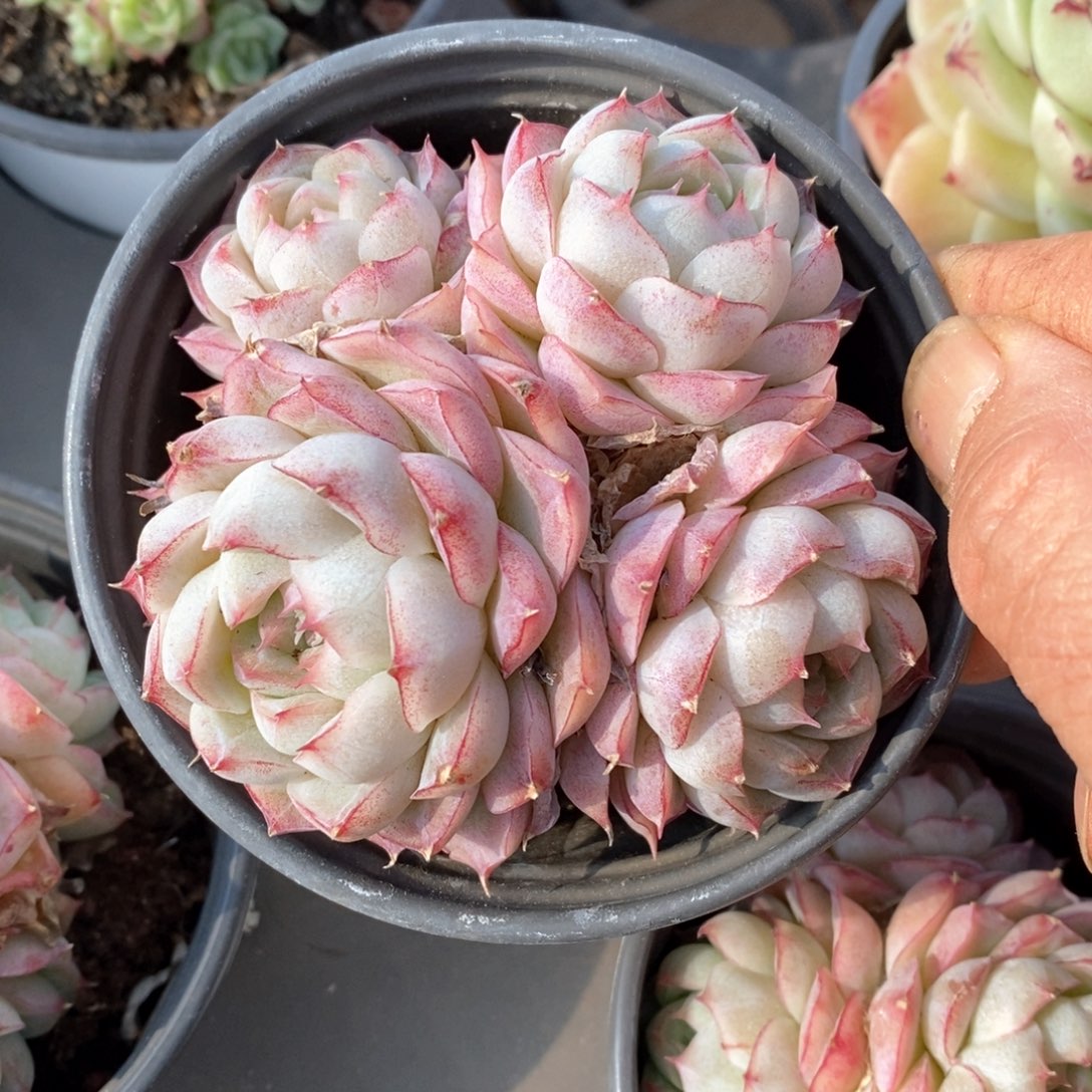 精品多肉一物一拍不包整147