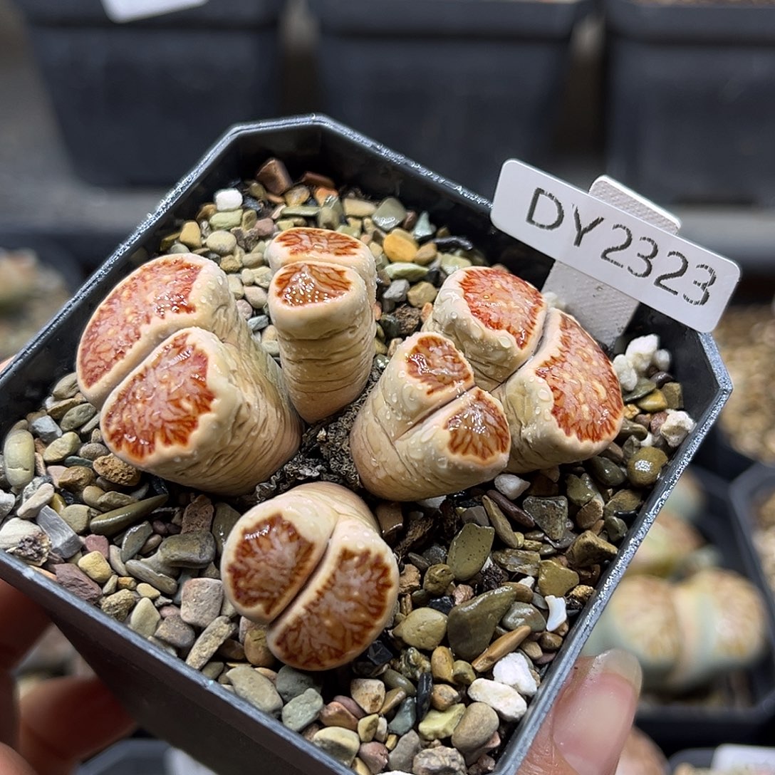 一物一拍菊母本2323