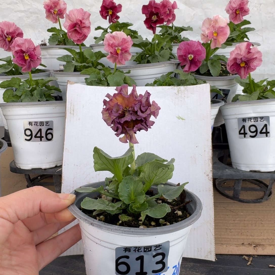 全部花朵613号角堇