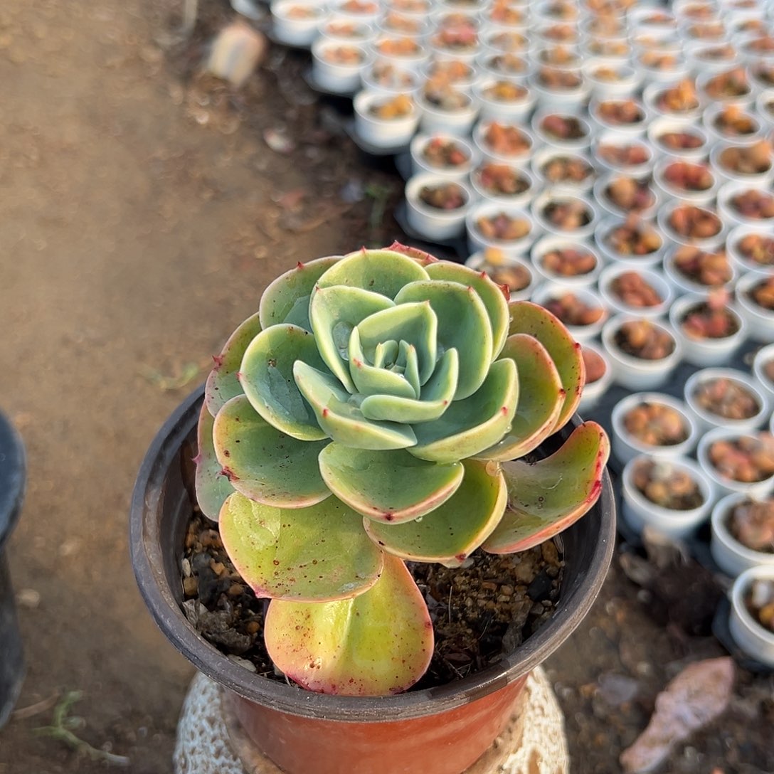 多肉植物多肉植物