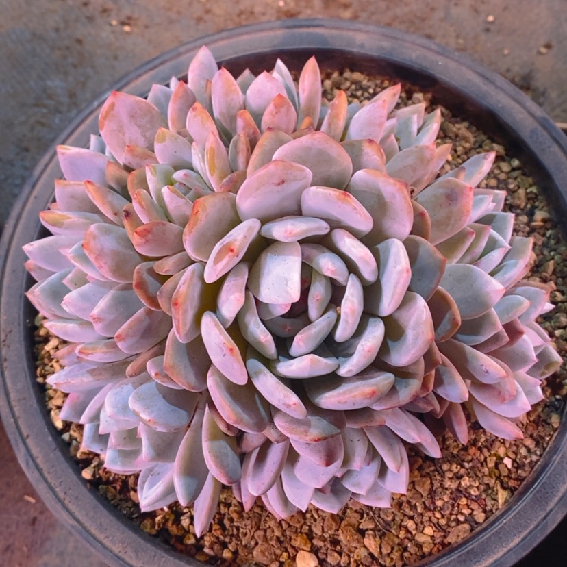 【闪购商品】R*.111111111