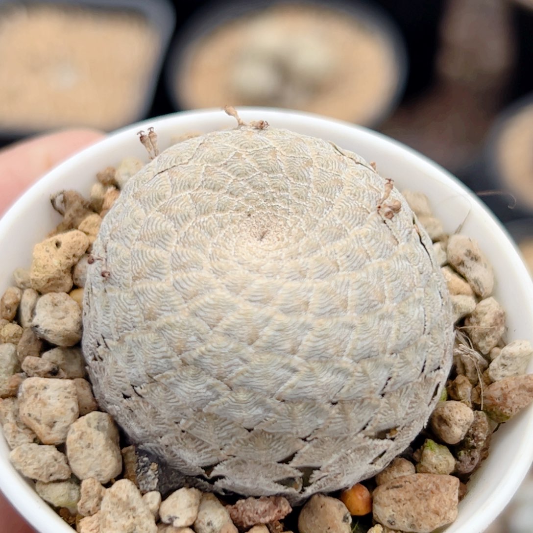 鱼鳞大戟 仙人球