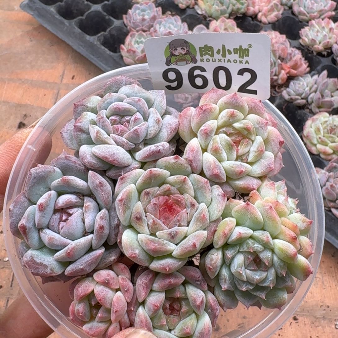 多肉植物多肉植物