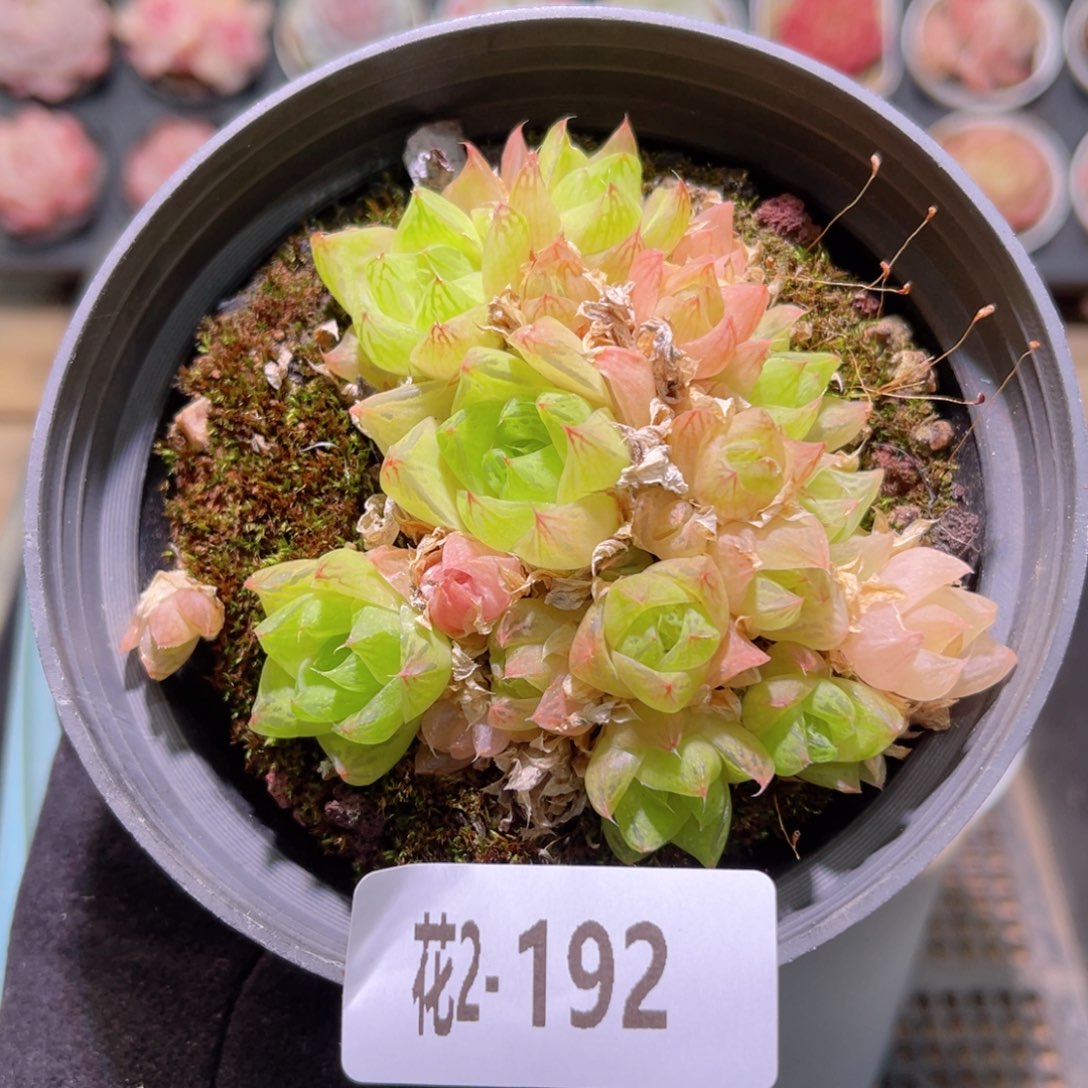 红陶花利美2-192玉露