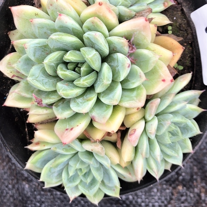 经*尘25////////////////