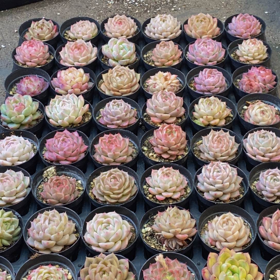 420多肉植物保护研究所所长