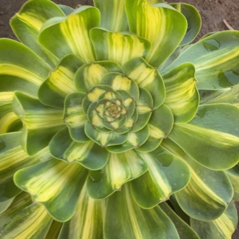 711暴君满25包邮多肉