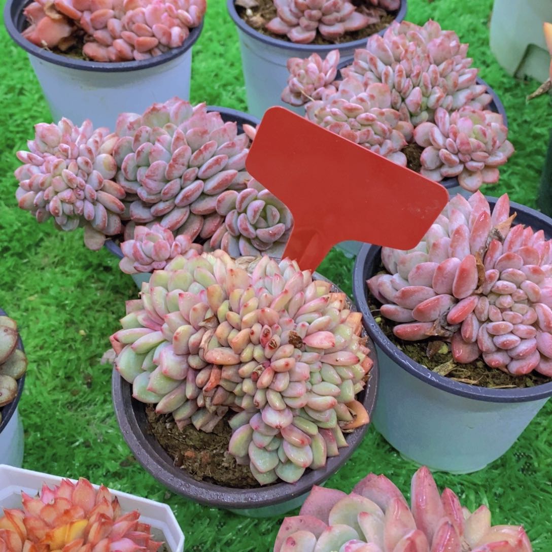 ?*歌开心多肉植物多肉