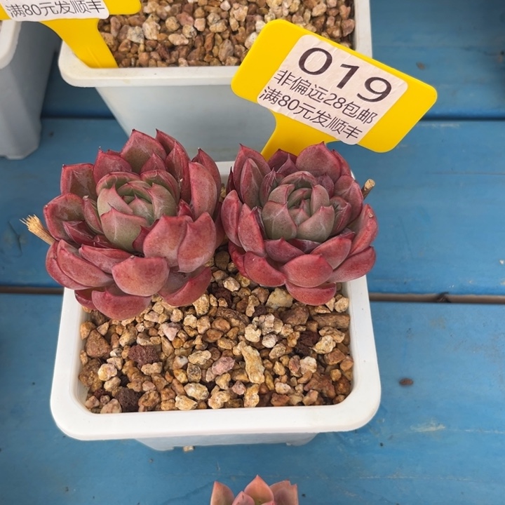 大019；gxbcbvbbbfg